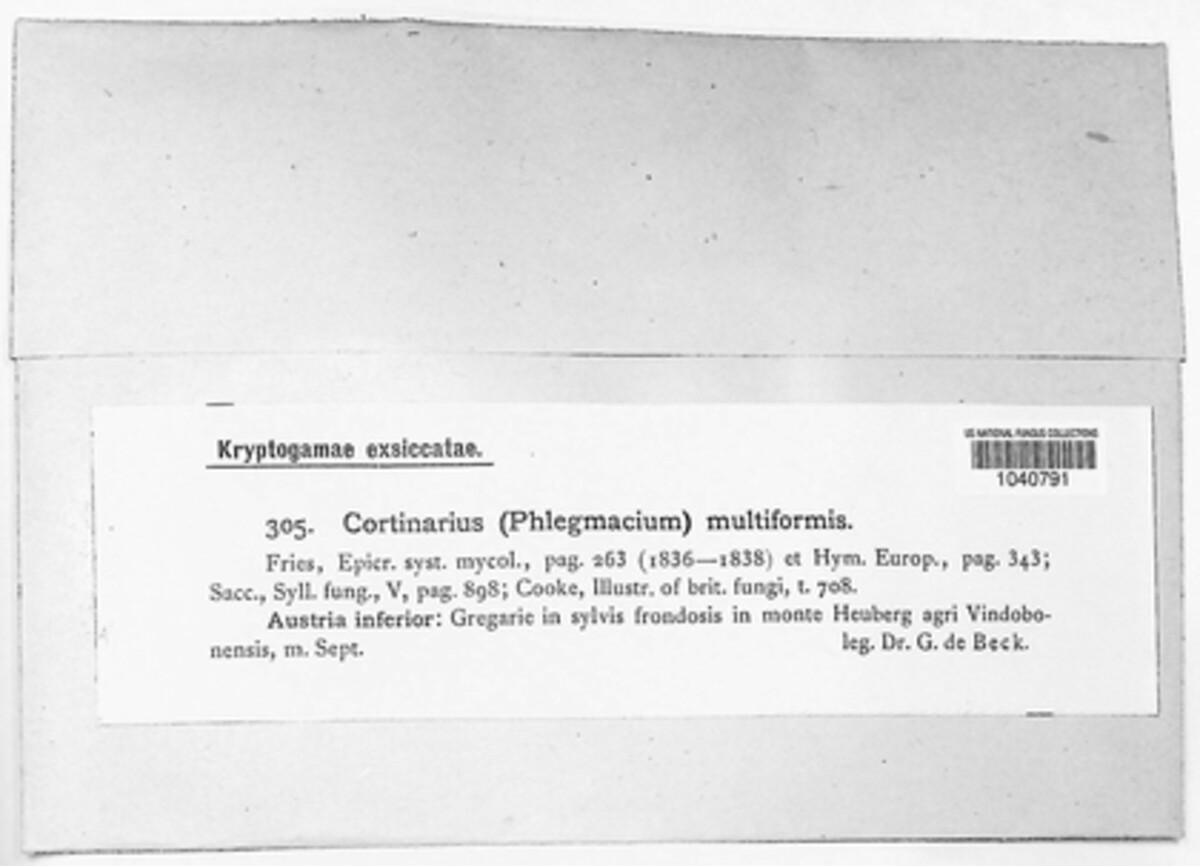 Thaxterogaster multiformis image